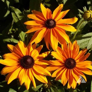 NC Heirloom Black Eyed Susan Flower Seeds - - Marmalade -  Non GMO - Garden Pollinator Flowers - Save the Bees - Vegetable Gardening