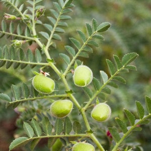 May include: Close-up of a chickpea plant with green leaves and several round, green chickpea pods.