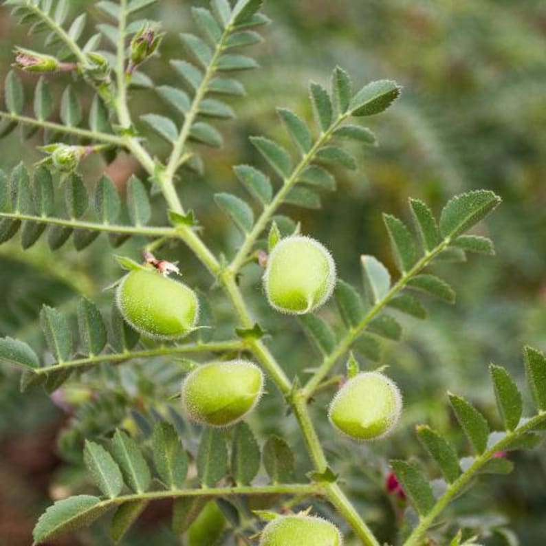 NC Heirloom Garbanzo Bean Seeds Chickpea Seeds Open Etsy