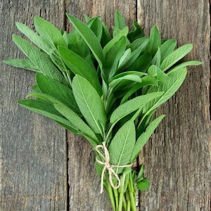 NC Heirloom Herb Seeds -  Sage Broadleaf Seeds - Non GMO - Open Pollinated - Vegetable Gardening Grow Your Own Food