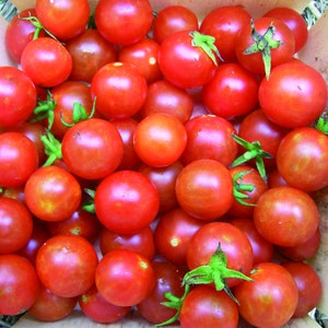 NC Heirloom Cherry Tomato Seeds - Non GMO - Vegetable Gardening Grow Your Own Food