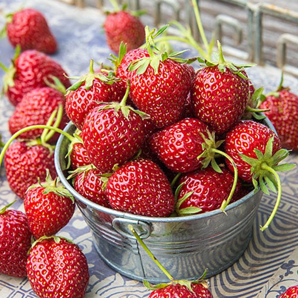 USA Live Rooted Strawberry Ozark Beauty Plant - Live Fruit Plant - Non GMO - Culinary Herb Starter Plant - Fruit Plant - Garden Plant