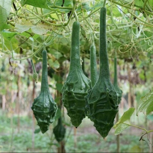 Caveman's Club Gourd - NC Heirloom Seeds - Non GMO - Vegetable Gardening Grow Your Own Food