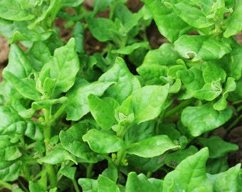 NC Heirloom New Zealand Spinach Seeds - Non GMO - Open Pollinated - Vegetable Gardening Grow Your Own Food
