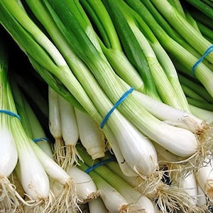 NC Heirloom Spring Onion Seeds - Bunching White Lisbon - Non GMO - Vegetable Gardening Grow Your Own Food