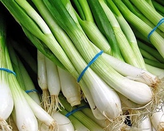 800 Seeds Spring Onion Vegetable Economy #3701#4 White Lisbon 