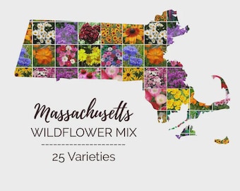 Heirloom Massachusetts Wildflower Seed Mix Seeds - Easy Care - Great for Kids - Perennial and Annual Mix
