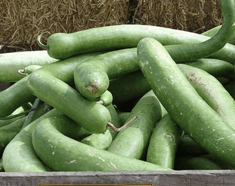 USA Heirloom Gourd Seeds - Snake Gourd - Non GMO - Vegetable Gardening Grow Your Own Food