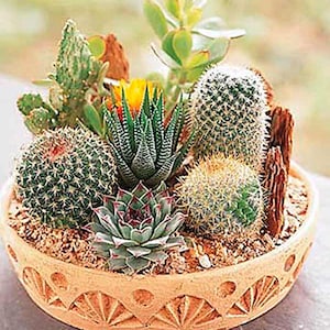 USA Seller Cactus Seeds Mixed Variety Cactus Seeds image 1