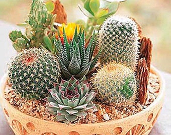 USA Seller - Cactus Seeds - Mixed Variety Cactus Seeds