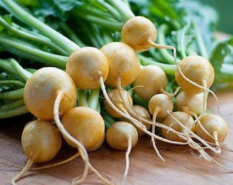 Graines de navet patrimoniales - Graines de navet boule dorée - Pollinisation libre - Jardinage de légumes, culture personnalisée