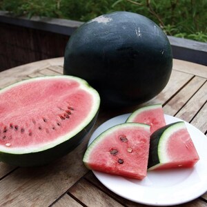 NC Heirloom Sugar Baby Melon Seeds - Non GMO - Open Pollinated - Vegetable Gardening Grow Your Own Food