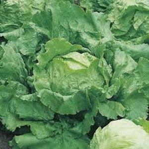 Heirloom Iceberg Lettuce Seeds - Non GMO - Open Pollinated - Vegetable Gardening Grow Your Own Food