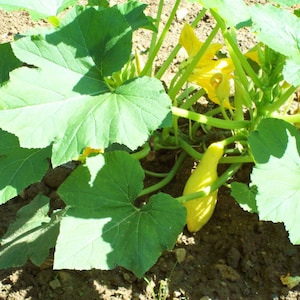 May include: A close-up of a yellow squash growing on a vine with large green leaves. The squash is partially hidden by the leaves.