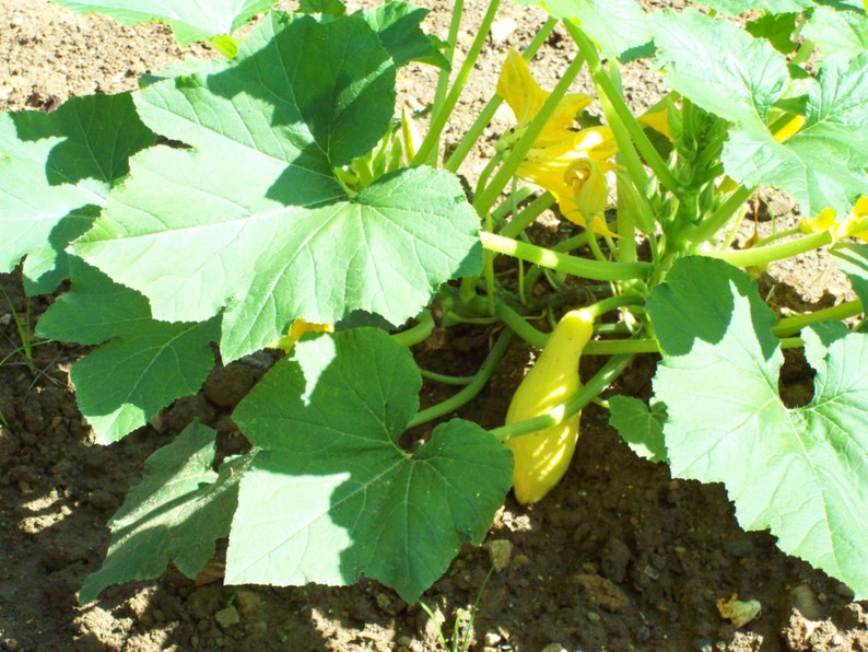May include: A close-up of a yellow squash growing on a vine with large green leaves. The squash is partially hidden by the leaves.