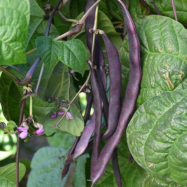 Heirloom Louisiana Purple Pod Pole Beans- Non GMO - Open Pollinated - Vegetable Gardening Grow Your Own Food