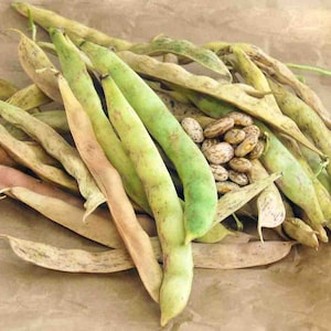 NC Heirloom Pinto Bean Seeds - Non GMO - Open Pollinated - Vegetable Gardening Grow Your Own Food