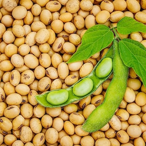 May include: A close-up of a pile of soybeans with a green soybean pod and leaves on top.