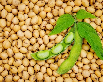 Heirloom Soybean Seeds - Glycine max - Edamame - Non GMO - Vegetable Gardening Grow Your Own Food