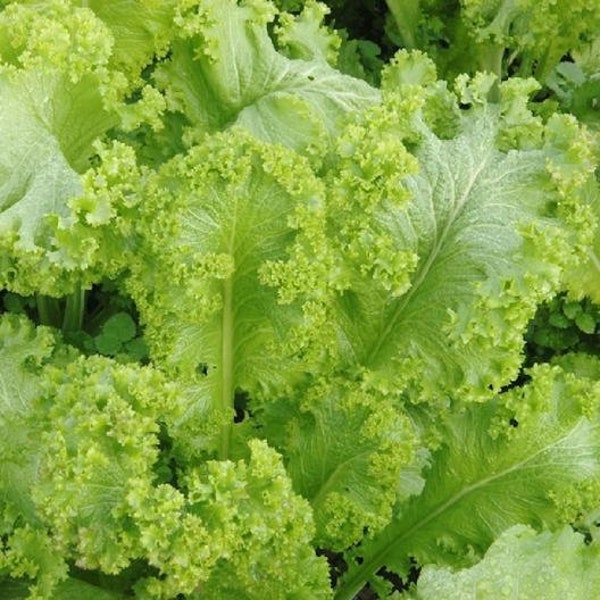 NC Heirloom Mustard Greens Seeds - Southern Giant - Vegetable Gardening Grow Your Own Food