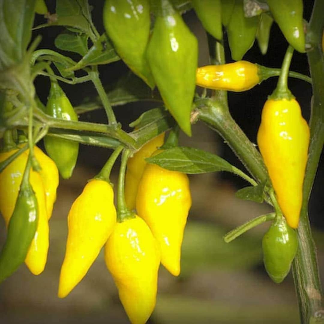 NC Heirloom Pepper Seeds Lemon Drop Pepper Non GMO Open Pollinated