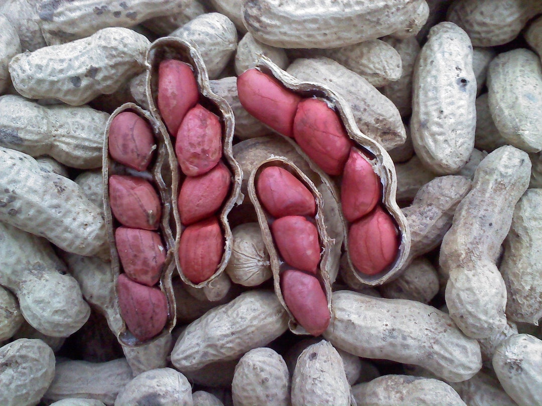 Heirloom Peanut Seeds Tennessee Red Valencia Non GMO Open Pollinated