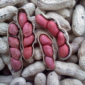 Heirloom Peanut Seeds - Tennessee Red Valencia - Non GMO - Open Pollinated - Vegetable Gardening Grow Your Own Food