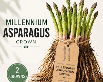 Corona de espárragos Millennium • 2 coronas de raíz desnuda • Planta de hortaliza perenne • Raíces de espárragos tradicionales • Cultiva tus propios alimentos • Planta de inicio para jardín