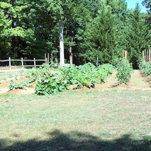 May include: A garden plot with rows of tomato plants and squash plants growing in the middle of a grassy area. The garden is surrounded by trees and a wooden fence.