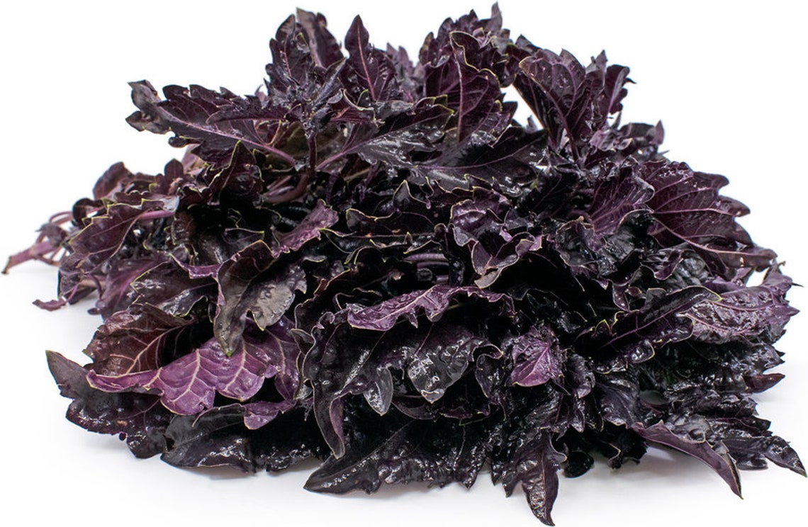 Purple Ruffles Basil - Vegetable Gardening Grow Your Own Food - Herbs ...