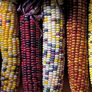 NC Heirloom Corn Seeds - Fiesta Corn - Non GMO - Vegetable Gardening Grow Your Own Food