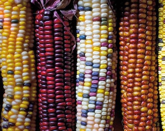 NC Heirloom Corn Seeds - Fiesta Corn - Non GMO - Vegetable Gardening Grow Your Own Food