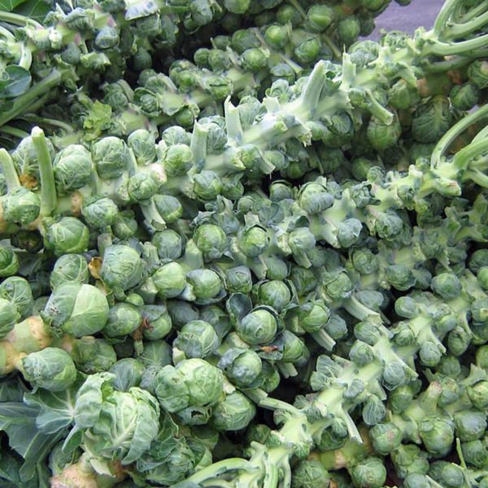 brussel sprout seeds brussel sprout seeds