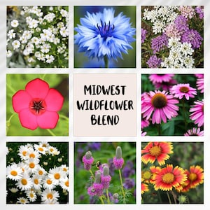 May include: A grid of nine images showcasing a Midwest Wildflower Blend. The images feature various colorful wildflowers, including white, blue, pink, purple, and yellow blooms. The central image displays the text "Midwest Wildflower Blend."