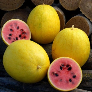 Golden Midget Watermelon Seeds - Non GMO - Vegetable Gardening Grow Your Own Food