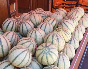 Heirloom Melon Seeds - Hara Madhu - Non GMO - Open Pollinated - Vegetable Gardening Grow Your Own Food