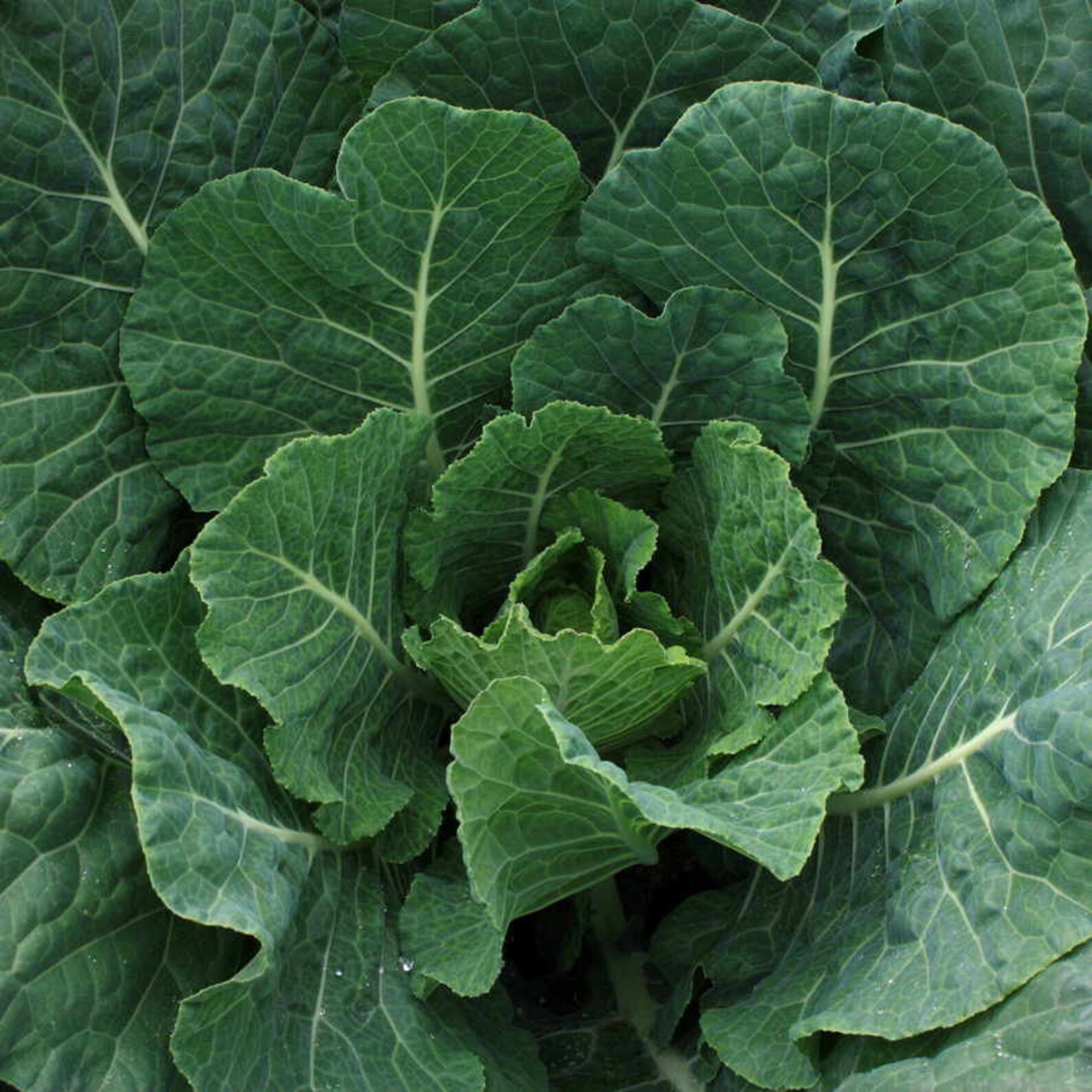 Heirloom Organic Collard Greens Seeds 30 Seeds 2019 Etsy