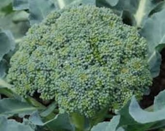 May include: A close-up of a large, green broccoli head with many florets. The broccoli is fresh and ready to be eaten.