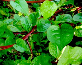 NC Heirloom Spinach Seeds - Malabar Spinach - Red Stem - Non GMO - Open Pollinated - Vegetable Gardening Grow Your Own Food