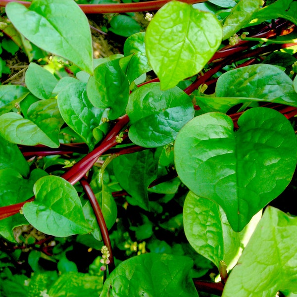 NC Heirloom Spinach Seeds - Malabar Spinach - Red Stem - Non GMO - Open Pollinated - Vegetable Gardening Grow Your Own Food