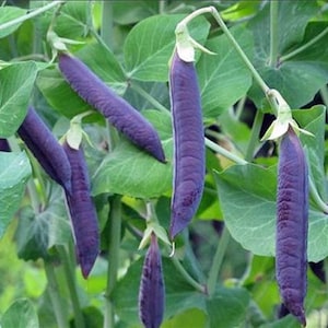 Blue Podded Shelling Pea Seeds  - NC Heirloom Pea Seeds - Non GMO - Vegetable Gardening Grow Your Own Food - Open Pollinated