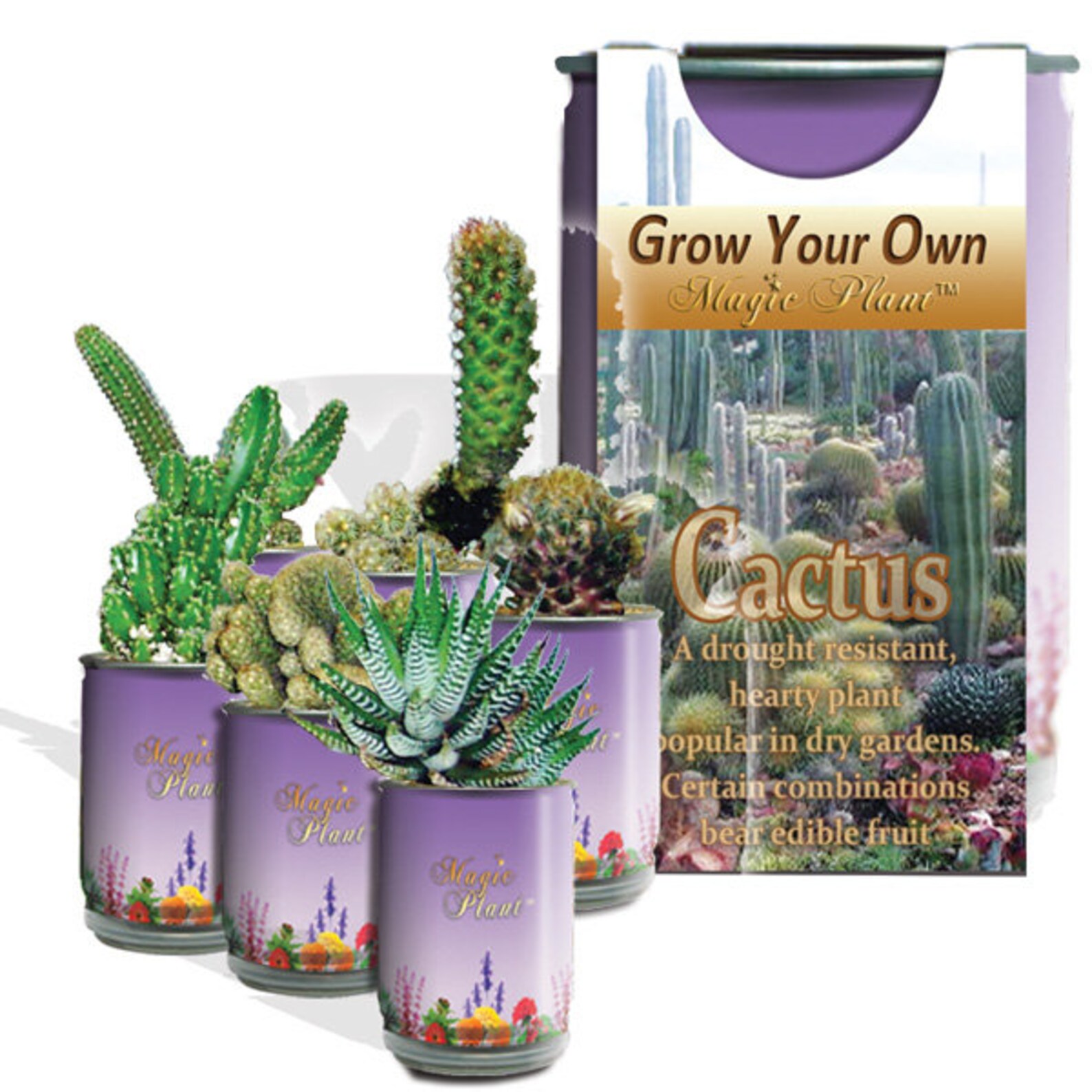 Mini Cactus Grow Kit Grow Your Own Cactus Dry Garden Etsy Italia