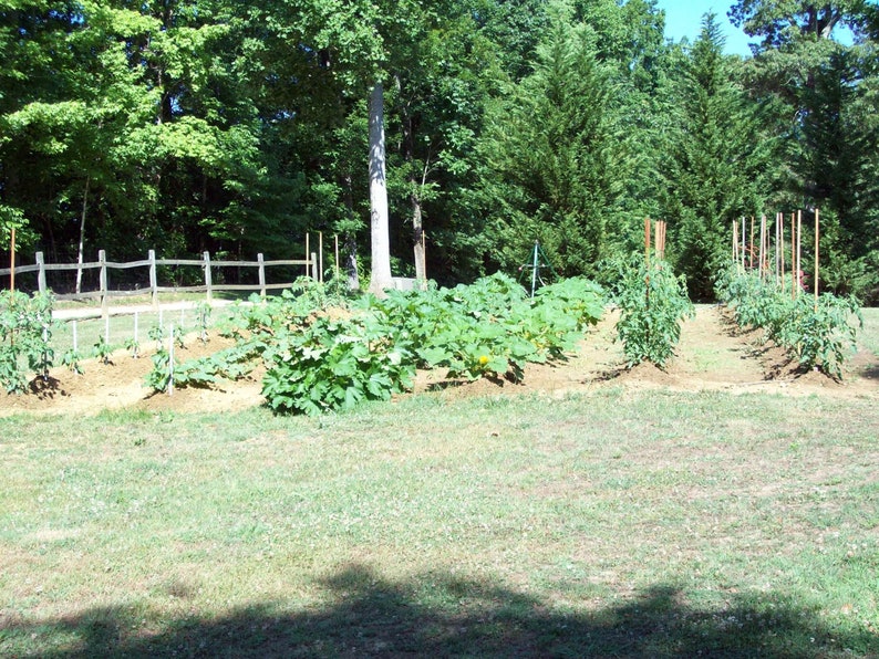 NC Heirloom Clemson Spineless Okra Seeds - Non GMO - Vegetable Gardening Grow Your Own Food image 4