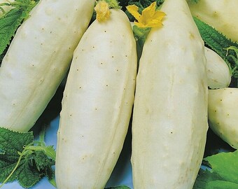 USA Seller - Heirloom Cucumber Seeds - White Wonder - Non GMO - Open Pollinated - Vegetable Gardening Grow Your Own Food