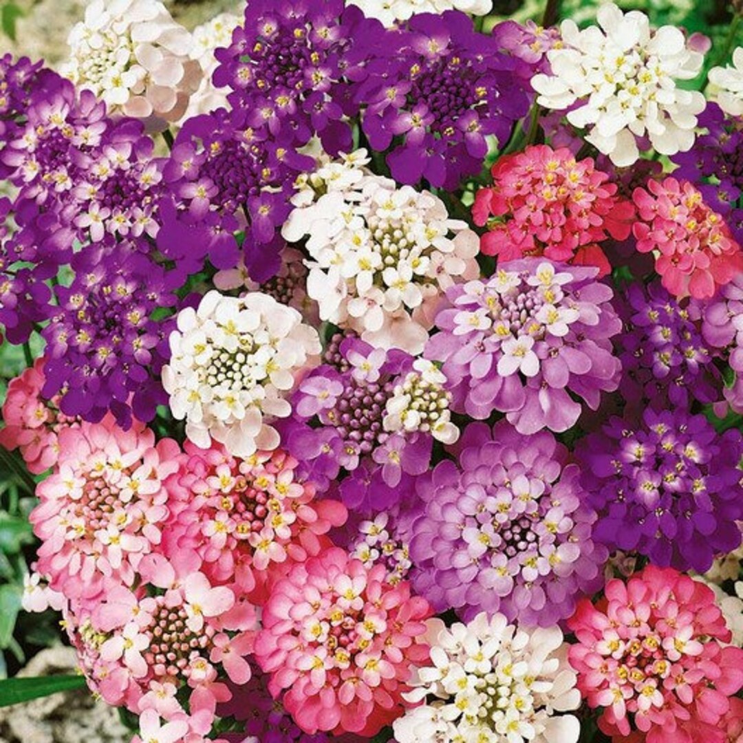 USA Heirloom Flower Seeds Candytuft Seeds dwarf Fairy Mix Pink Annual Flowers Easy to Grow Etsy
