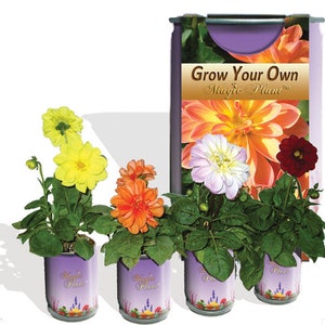 Dahlia Flower Grow Kit - Cut Flower Garden - Save The Bees Flower Grow Kit | Gardening Gifts, Favors, Weddings, Parties, Events