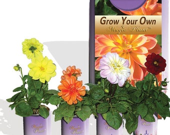 Dahlia Flower Grow Kit - Cut Flower Garden - Save The Bees Flower Grow Kit | Gardening Gifts, Favors, Weddings, Parties, Events