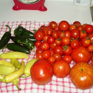 May include: A red and white checkered kitchen towel with a variety of red tomatoes, green peppers, and yellow peppers.