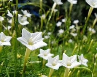 Cardinal Climber Vine White - Cypress Vine - Climbing Flowers - Garden Pollinators - Save the Bees - Flower Gardening