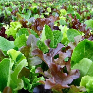 NC Heirloom Mesclun Mix Lettuce Seeds - Vegetable Gardening Grow Your Own Food